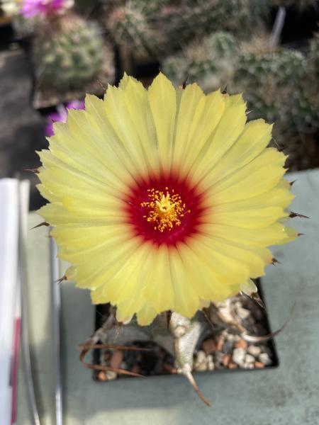 Astrophytum capricorne